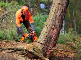 Tree and Shrub Care in Lewisburg, KY