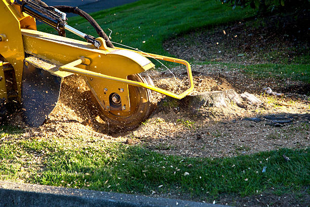 Why Choose Our Tree Removal Services in Lewisburg, KY?