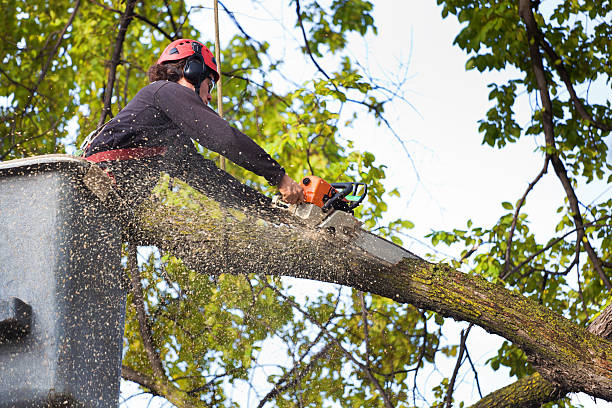 Seasonal Cleanup (Spring/Fall) in Lewisburg, KY